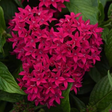 Pentas (Dark Pink) - Plant with 4 inch pot