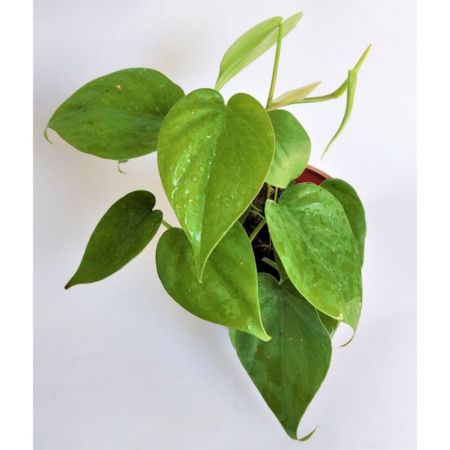 Philodendron Heart Leaf Plant Scandens Oxycardium, with 4 inch pot