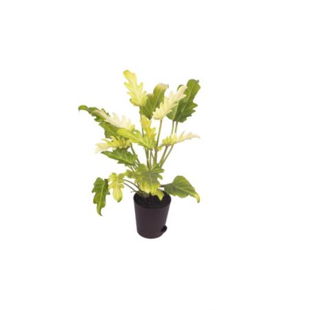 Philodendron xanadu Golden - Plant with 4 inch pot