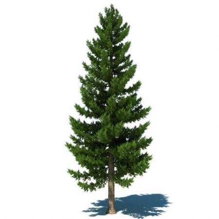 Pine Tree , Pinus - Plant