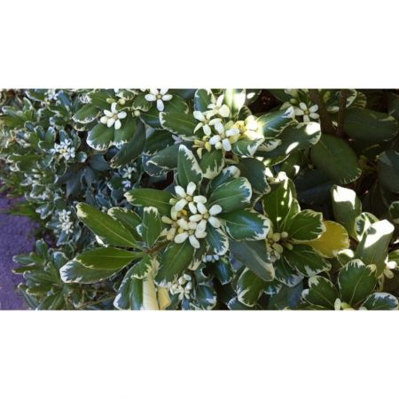 Pittosporum Tobira Variegatum - Plant