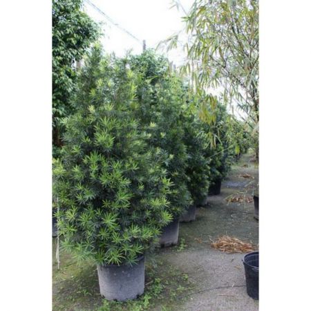 Buddhist Pine, Podocarpus macrophyllus -Plant