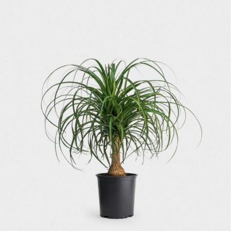 Nolina Recurvata Plant, Elephants Foot, Ponytail Palm