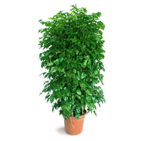 Radermachera sinica, China Doll - Plant