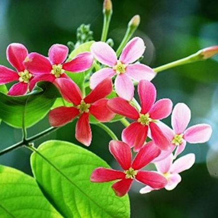 Rangoon Creeper, Combretum indicum - Plant with nursery cover