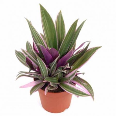 Rhoeo Plant, Rhoeo discolor (Tricolor, Variegated) - Plant