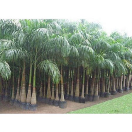 Royal Palm, Roystonea regia - PLANT