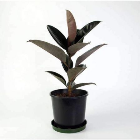 Rubber Tree, Rubber Plant, Ficus elastica (Shivereana) - Plant with 4inch pot