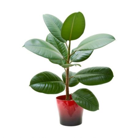 Rubber Tree, Rubber Plant, Ficus elastica (Robusta) - Plant