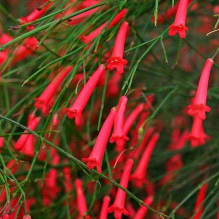 Russelia (Red) - Plant