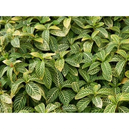 Sanchezia Nobilis, Tiger Plant, Aphelandra - Plant 