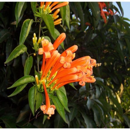 Sankrant Vel, Flame Vine - plant