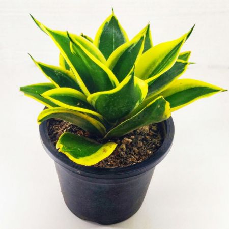 Sansevieria trifasciata Hahnii, - plant