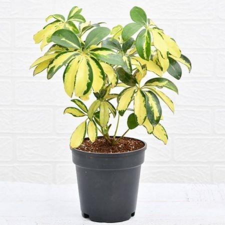 Schefflera Variegated , Schefflera arboricola -plant