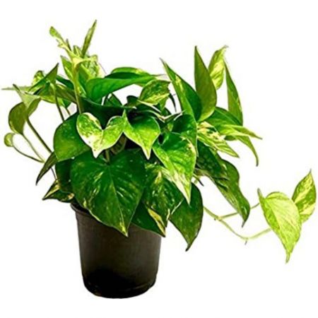 Money Plant, Scindapsus (Green) - Plant
