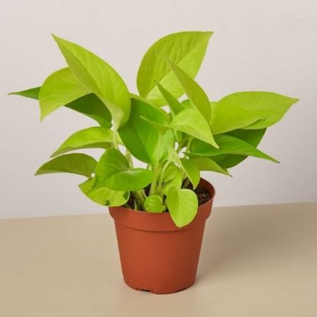 Money Plant Golden, Scindapsus Golden with 4 inch pot