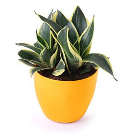 Sansevieria trifasciata - plant