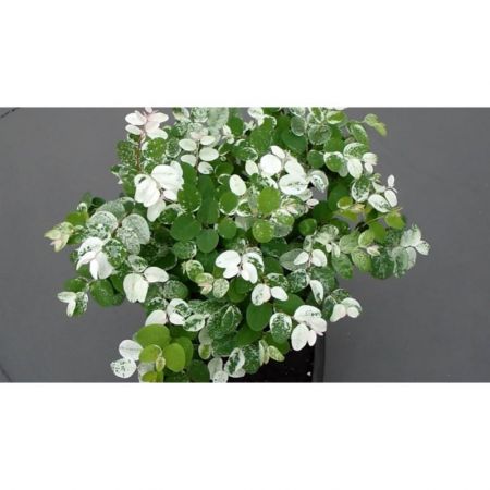 Snowbush, Breynia disticha ,  Trothic Thunberjia - Plant