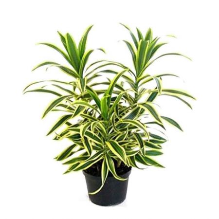 Pleomele, Song of India (Golden) - Plant with nursery cover