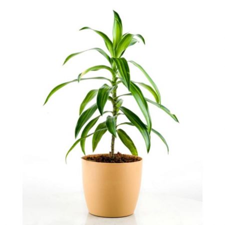 Pleomele, Song of India (Green) - Plant with nursery cover