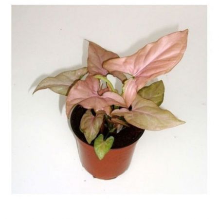 Syngonium ( Pink ) -plant with 4 inch pot