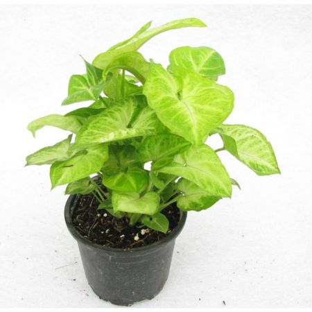 Syngonium Green -Plant with 4 inch pot