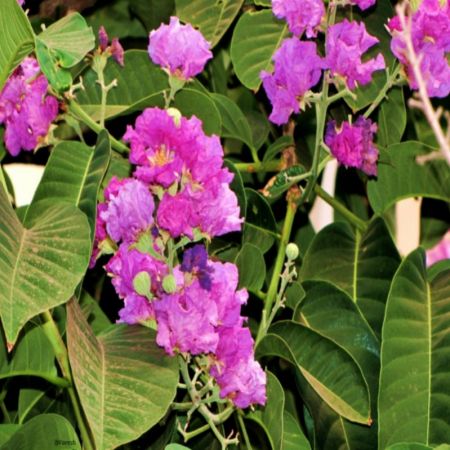 Lagerstroemia Speciosa,Pride of India,Crape myrtle,Taman-Plant