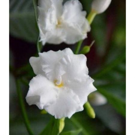 Nandiyavattai Adukku Flower Plant (Tagar Double - Plant)