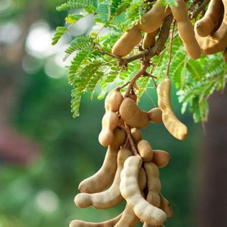 Tamarind, Imli, Tamarindus indica -PLANT