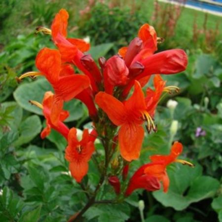Tecoma (Shrub, Any Color) - Plant