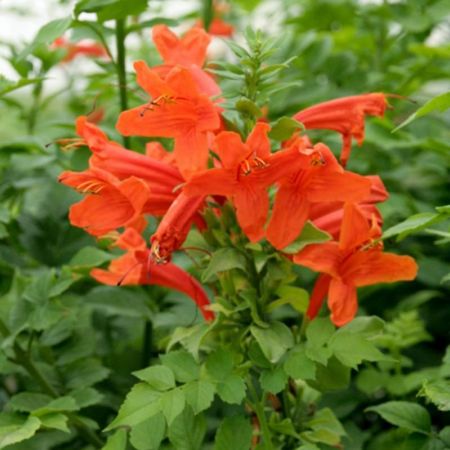 Tecoma (Shurb, Red) -PLANT with small size nursery cover