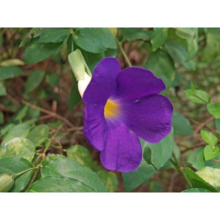 Thunbergia Erecta Nana, Meyenia ,Blu Bell-Plant
