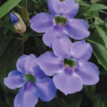 Thunbergia Laurifolia,Blue trumpet vine-Plant