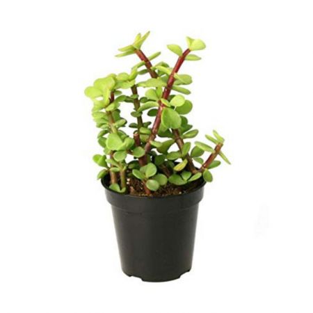 Jade plant variegated - Succulent Plant