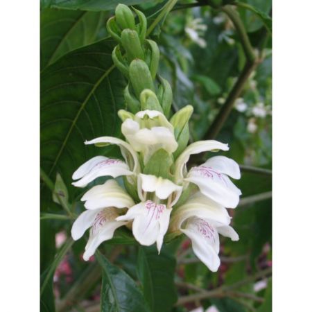 Adathodai Plant with nursery cover
