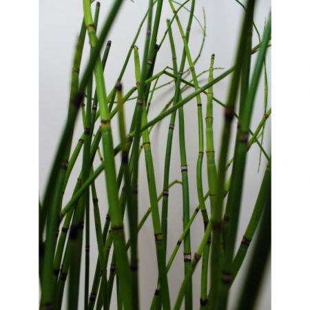 Water Bamboo, Equisetum - Plant
