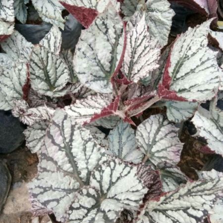 begonia rex , Painted-leaf begonia Plant