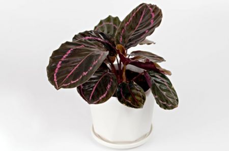 Calathea Roseopicta Dottie ,Calathea Dottie Plant
