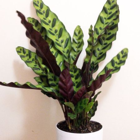 Calathea Rattlesnake Plant,Goeppertia insignis,Calatheas plant