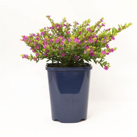 Cuphea Hyssopifolia ,Koinal voilet-Plant