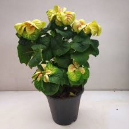 poinsettia fire ball, Euphorbia pulcherrima,Christmas Flower (Red) - Plant