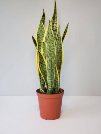 snake plant tall,Dracaena trifasciata,Sansevieria trifasciat- plant