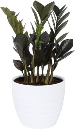 ZZ black,Zanzibar Gem,Zamioculcas-plant with 5.5  inch Pot