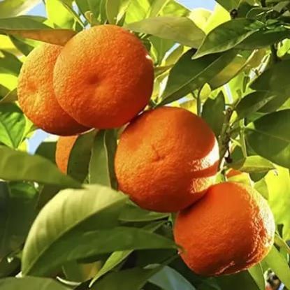 Kamala Orange Fruit Plant with nursery cover