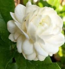 Adukku Malli (Layered Jasmine) Plant