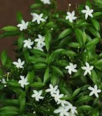 Nandiyavattai mini flower plant (Tagar Mini, Crepe jasmine - Plant)