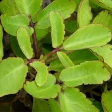Ranakalli Plant with nursery cover (Bryophyllum )