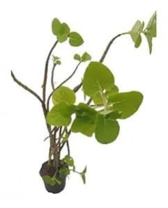 Vilambichai Plant with nursery cover