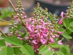 Avuri Plant with nursery cover