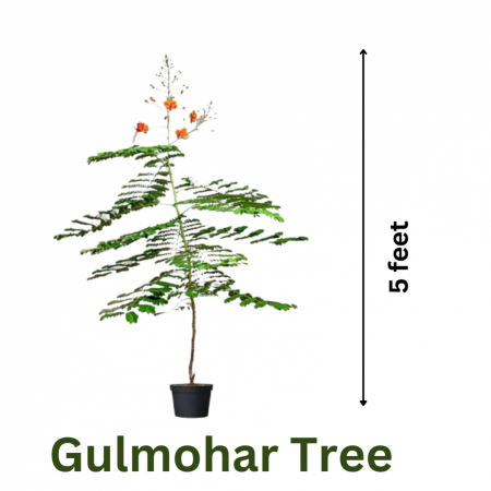 Gulmohar Tree Red Color ( 5 feet height)